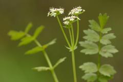 Apium repens Kruipend moerasscherm