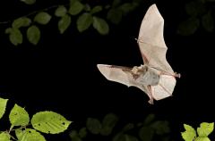 Myotis bechsteinii Bechsteins vleermuis