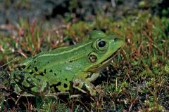 Poelkikker of Kleine groene kikker (Rana lessonae)