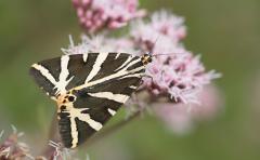 Spaanse vlag (Callimorpha quadripunctata)