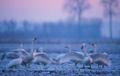 Kleine zwaan (Cygnus bewickii)