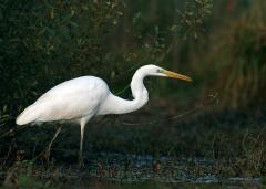 Grote Zilverreiger (Egretta alba)