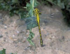 Rivierrombout, Gomphus flavipes