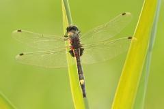 Mannetje Gevlekte witsnuitlibel Leucorrhinia pectoralis