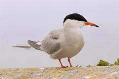  Visdief, Sterna hirundo