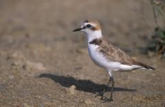 Strandplevier