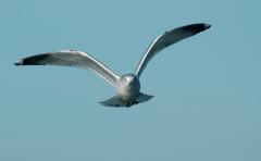 Stormmeeuw (Larus canus)