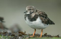 Steenloper (Arenaria interpres)