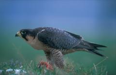 Slechtvalk (Falco peregrinus)