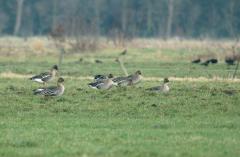 Rietgans (Anser fabalis)