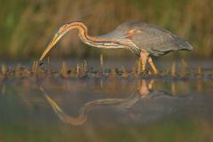 Purperreiger (Ardea purpurea)