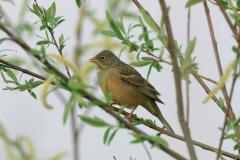 Ortolaan (Emberiza hortulana)