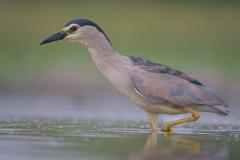 Kwak (Nycticorax nycticorax)