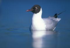 Kokmeeuw (Larus ridibundus)