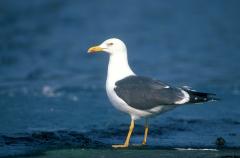 Kleine mantelmeeuw (Larus fuscus)