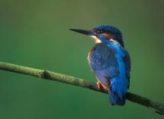 Ijsvogel