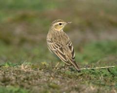 Duinpieper (Anthus campestris)