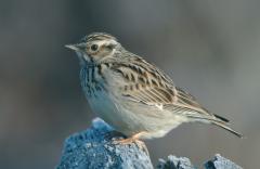 Boomleeuwerik (Lullula arborea)