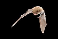 Myotis daubentonii Watervleermuis