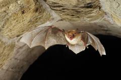 Myotis myotis Vale vleermuis