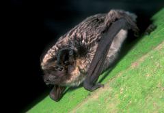 Tweekleurige vleermuis (Vespertilio murinus)