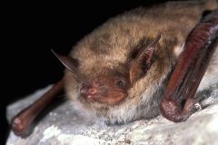 Myotis dasycneme Meervleermuis