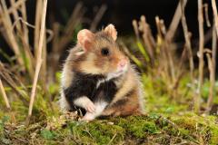 Cricetus cricetus Hamster