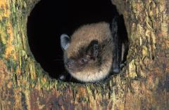 Myotis brandtii Brandts vleermuis