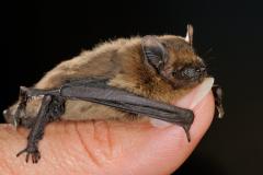 Dwergvleermuis, Pipistrellus pipistrellus