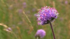 foto blauwe knoop Wim Massant