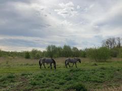 (foto konikpaarden (c) Wim De Maeyer)