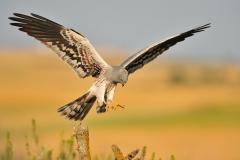 foto grauwe kiekendief - Yves Adams, Vildaphoto