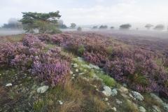 foto Kalmthoutse Heide: Marc Slootmaekers
