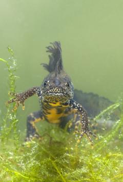 foto kamsalamander: Rollin Verlinde - Vildaphoto