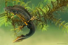 foto kamsalamander door Wouter Pattyn