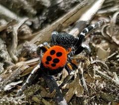 foto (c) Natuur en Bos