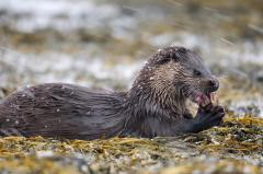 foto otter (c) Yves Adams - Vildaphoto