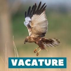 foto bruine kiekendief (c) Erwin Derous