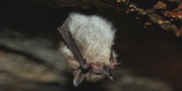 baardvleermuis (c) Joachim De Maeseneer