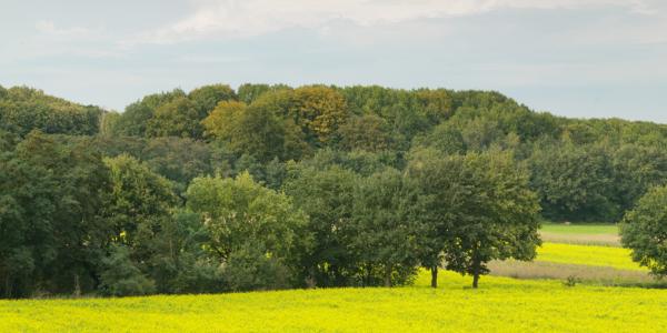 Chartreuzenbos © Tom Linster