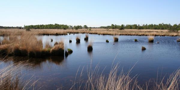 Vennen Kalmthoutse Heide ©  Karel Molenberghs