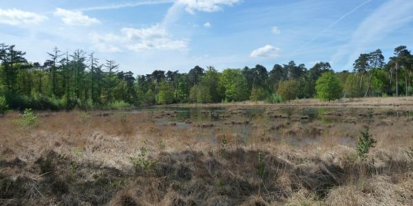 Gewestbos Ravels (1) © Evie VdS