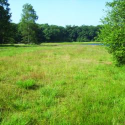 Droog heischraal grasland te Grotenhout (Lille)