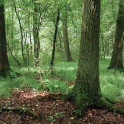 Eiken-berkenbos met vooral pijpenstrootje in de kruidlaag in bosreservaat Sevendonk (Turnhout)
