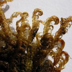 Geel schorpioenmos (Hamatocaulis vernicosus)