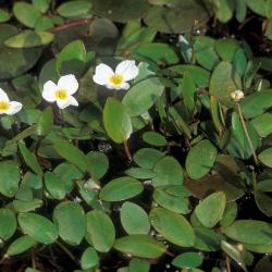 Drijvende waterweegbree (Luronium natans)