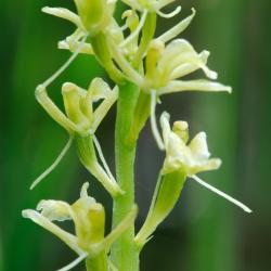 Liparis loeselii Groenknolorchis