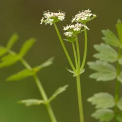 Apium repens Kruipend moerasscherm
