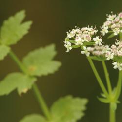 Kruipend moerasscherm (Apium repens)