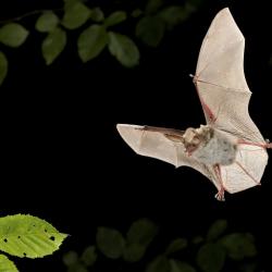 Myotis bechsteinii Bechsteins vleermuis